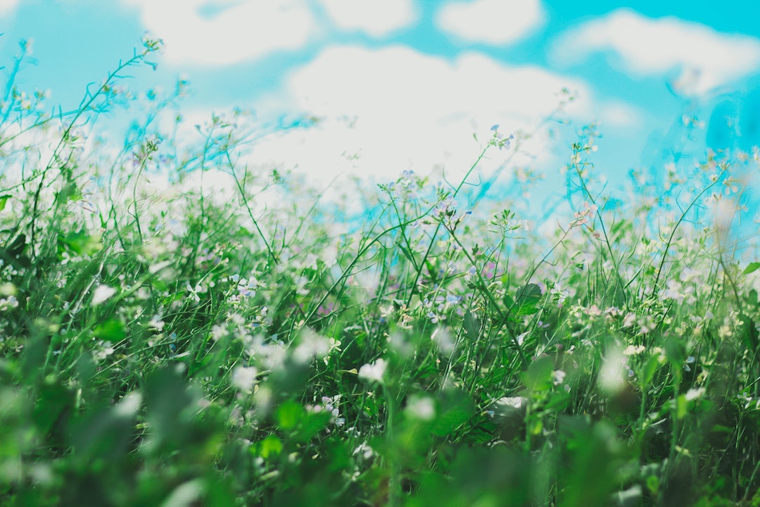 what are the 10 most common allergies